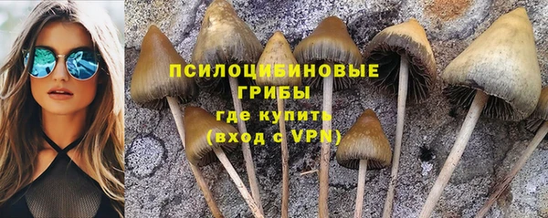 прущие грибы Пролетарск